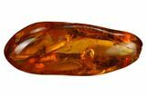 Detailed Fossil Dance Fly (Empididae) In Baltic Amber #170067-1